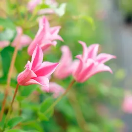 jardin-terroir.com - Clématite 'Duchess of Albany' - clematis texensis - Rose - Contenant de : 3L - Clématites