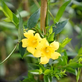 jardin-terroir.com - Gelsemium sempervirens - Jasmin de Caroline - Jaune - Contenant de : 3L - Autre plante grimpante