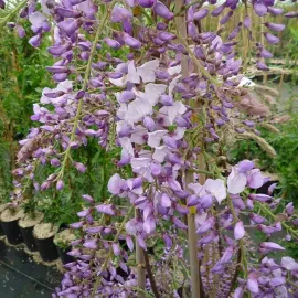 jardin-terroir.com - Glycine de Chine 'Caroline' - wisteria sinensis - Mauve À Bleu-Mauve - Contenant de : 3L - Glycines