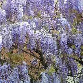 jardin-terroir.com - Glycine de Chine bleue - wisteria sinensis - Bleu - Contenant de : 3L - Glycines, Options: Contenant de : 3L