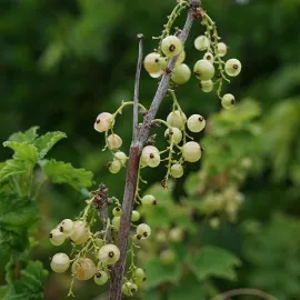 jardin-terroir.com - Groseillier à grappes 'Versaillaise blanche' - ribes rubrum - Blanc - Contenant de : 1,5L - Groseilliers, Options: Contenant de : 1,5L