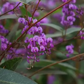 jardin-terroir.com - Hardenbergia violacea - glycine australienne - Violet - Contenant de : 3L - Glycines