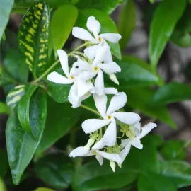 jardin-terroir.com - Jasmin étoilé - trachelospermum jasminoides - Blanc - Contenant de : - Jasmins