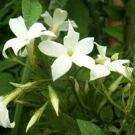 jardin-terroir.com - Jasmin blanc officinal – jasminum officinalis - Blanc - Contenant de : 1,5L - Jasmins, Options: Contenant de : 1,5L