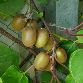 jardin-terroir.com - Kiwi femelle 'Hayward' - actinidia - Vert - Contenant de : 1,5L - Autres arbres fruitiers, Options: Contenant de : 1,5L