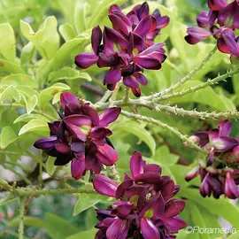 jardin-terroir.com - Glycine d'été - millettia japonica satsuma - Violet, Rouge Cramoisi - Contenant de : 3L - Glycines