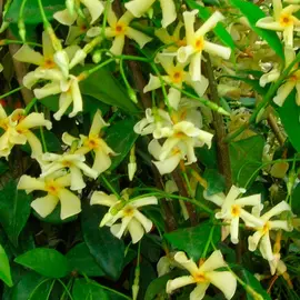 jardin-terroir.com - Jasmin étoilé 'Star of Toscane' - trachelospermum jasminoides - Jaune - Contenant de : 3L - Jasmins