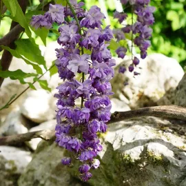 jardin-terroir.com - Glycine du Japon 'Violacea Plena' – wisteria floribunda - Mauve - Contenant de : 3L - Glycines