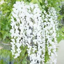 jardin-terroir.com - Glycine du Japon 'Snow Showers' – wisteria floribunda - Blanc - Contenant de : 3L - Glycines