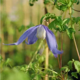 jardin-terroir.com - Clématite des Alpes - clematis alpina - Bleu - Contenant de : 3L - Clématites