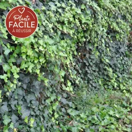 jardin-terroir.com - Lierre d'Irlande - hedera helix hibernica - Vert - Contenant de : 1,5L - Lierres, Options: Contenant de : 1,5L