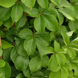jardin-terroir.com - Vigne vierge ‘Murorum’ - parthenocissus quinquefolia muralis - Vert - Contenant de : 3L - Vignes vierges