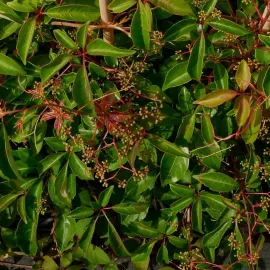 jardin-terroir.com - Vigne vierge de Henry - parthenocissus henryana - Vert - Contenant de : 3L - Vignes vierges