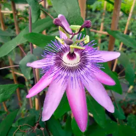 jardin-terroir.com - Passiflore violacea 'Amethyst' - passiflora - Bleu Et Violet - Contenant de : 3L - Passiflores
