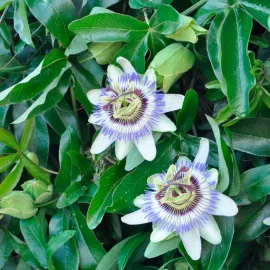 jardin-terroir.com - Passiflore bleue - passiflora caerulea - Bleu - Contenant de : 3L - Passiflores, Options: Contenant de : 3L