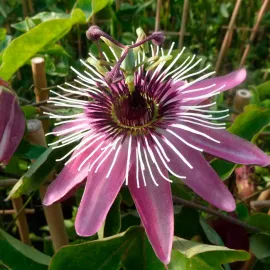 jardin-terroir.com - Passiflore 'Victoria' - passiflora - Mauve - Contenant de : 3L - Passiflores