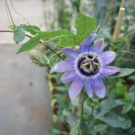 jardin-terroir.com - Passiflore 'Lady Betty Myles Young' - passiflora - Bleu - Contenant de : 3L - Passiflores
