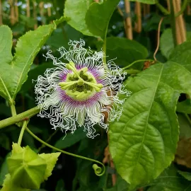 jardin-terroir.com - Passiflore 'Edulis' - Grenadille - passiflora - Blanc, Bleu Et Violet - Contenant de : 3L - Passiflores