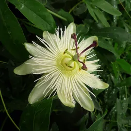 jardin-terroir.com - Passiflore 'Constance Elliot' - passiflora caerulea - Blanc - Contenant de : 3L - Passiflores
