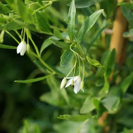 jardin-terroir.com - Sollya 'Alba' - billardiera heterophylla - Blanc - Contenant de : 3L - Autre plante grimpante