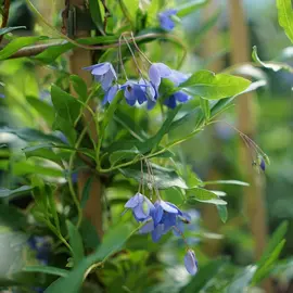 jardin-terroir.com - Sollya heterophylla - Billardiera heterophylla - Bleu - Contenant de : 3L - Autre plante grimpante