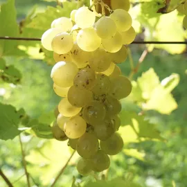 jardin-terroir.com - Vigne 'Ampelia® Candin' –vitis vinifera - Raisin Blanc - Contenant de : 3L - Grimpantes fruitières
