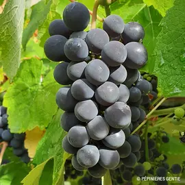 jardin-terroir.com - Vigne 'Isabelle' - vitis vinifera - Raisin Rouge - Contenant de : 3L - Grimpantes fruitières