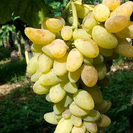 jardin-terroir.com - Vigne 'Cornichon Blanc' - vitis vinifera - Raisin Blanc - Contenant de : 3L - Grimpantes fruitières