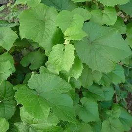 jardin-terroir.com - Vigne de Coignet - vitis coignetiae - Vert - Contenant de : 3L - Polygonum