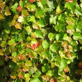 jardin-terroir.com - Vigne vierge japonaise'Minutifolia' - parthenocissus - Vert - Contenant de : 3L - Vignes vierges