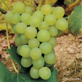 jardin-terroir.com - Vigne 'Ora' - vitis vinifera - Raisin Blanc - Contenant de : 3L - Grimpantes fruitières