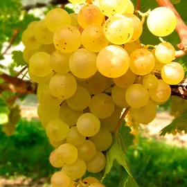 jardin-terroir.com - Vigne 'Madeleine Royale' - vitis vinifera - Raisin Blanc - Contenant de : 3L - Grimpantes fruitières
