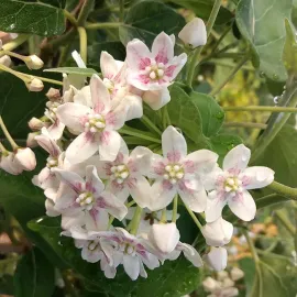 jardin-terroir.com - Wattakaka sinensis - Dregea sinensis - Blanc, Rose - Contenant de : 3L - Autre plante grimpante