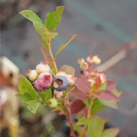 jardin-terroir.com - Myrtille arbustive 'Aino' - vaccinium corymbosum - Bleu-Noir - Contenant de : 3L - Myrtilles