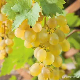 jardin-terroir.com - Vigne 'Muscat d'Alexandrie' - vitis vinifera - Raisin Blanc - Contenant de : 3L - Grimpantes fruitières
