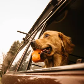 jardin-terroir.com - West Paw Jouet pour chiens avec Zogoflex Tux Orange mandarine L