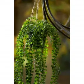 jardin-terroir.com - Emerald Buisson suspendu de ficus pumila artificiel en pot 60 cm