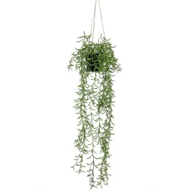 jardin-terroir.com - Emerald Buisson suspendu senecio artificiel en pot 70 cm