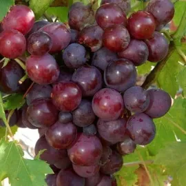 jardin-terroir.com - Vigne Cardinal - Grimpantes fruitières