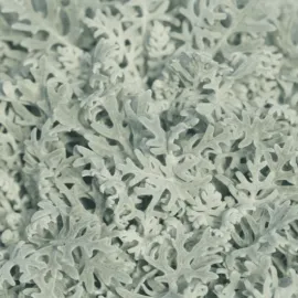 jardin-terroir.com - CINERAIRE MARITIME silver dust - 1 plant fort en pot de 10 cm - Vivaces