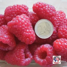jardin-terroir.com - FRAMBOISIER à très gros fruits HIMBO TOP - Framboisiers, Options: 5 plants, Variété: Versailles