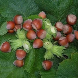 jardin-terroir.com - NOISETIER VERT - Autres arbres fruitiers