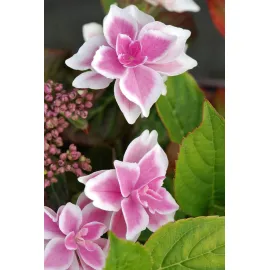 jardin-terroir.com - Hortensia 'Star Gazer®' Rose En pot de 3 litres - Hortensia, Volume Pot: En pot de 3 litres, Taille: 1.20