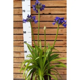 jardin-terroir.com - Agapanthe 'Blue Thunder' En pot de 3 litres - Agapanthe
