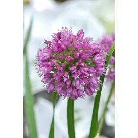 jardin-terroir.com - Allium 'Millenium' En pot de 3 litres - Vivaces, Volume Pot: En pot de 3 litres, Taille: 0.50