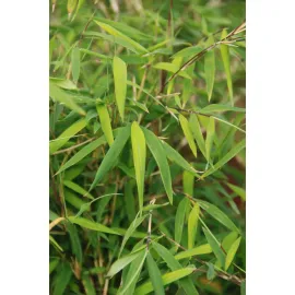 jardin-terroir.com - Bambou non traçant angustissima En pot de 5 litres - Bambou non traçant, Volume Pot: En pot de 5 litres, Taille: 3