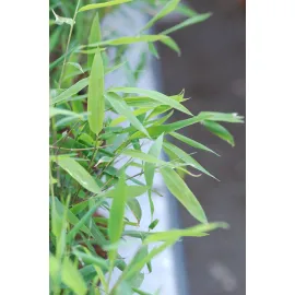 jardin-terroir.com - Bambou non traçant Nitida Gansu En pot de 5 litres - Bambou non traçant, Volume Pot: En pot de 5 litres, Taille: 3