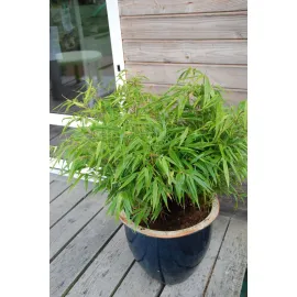 jardin-terroir.com - Bambou non traçant rufa En pot de 5 litres - Bambou non traçant, Volume Pot: En pot de 5 litres, Taille: 3