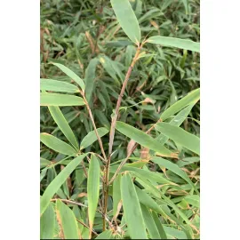 jardin-terroir.com - Bambou non traçant 'Formidable Wenchuan' En pot de 5 litres - Bambou non traçant