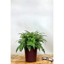 jardin-terroir.com - Cheilanthes lanosa En pot de 3 litres - Fougère